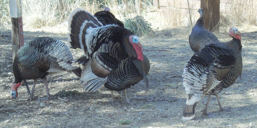 Madera Canyon, AZ - Mar. 23, 2018